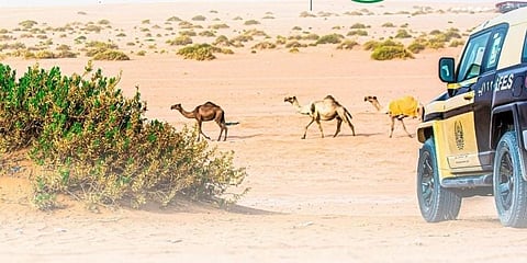 ضبط 25 مخالفًا لنظام البيئة لارتكابهم مخالفات رعي في عدة محميات