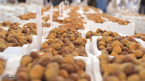 "الحلوة" تُزَين المجالس والمواقع وترسل فوائدها.. مليون نخلة في الجوف