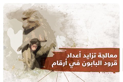 بالأرقام.. جهود ضخمة لـ"معالجة تزايد أعداد قرود البابون" يبرزها "الحياة الفطرية"