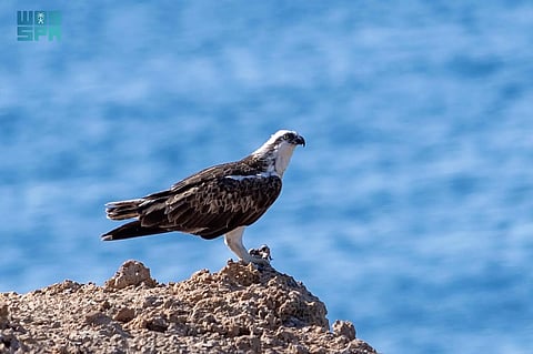 "300" نوع من الطيور البحرية تختار سواحلَ تبوك موطنًا لهجرتها الموسمية