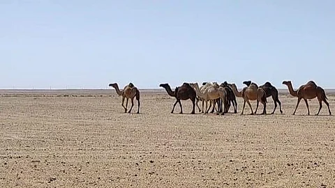 قطيع من الإبل