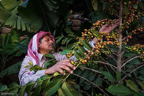 في يوم القهوة.. "سبق" تستعرض "بن جازان" من الجبال للعالمية بأكثر من 2000 مزرعة