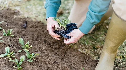 أصيبت المرأة بالعدوى أثناء عملها في البستنة