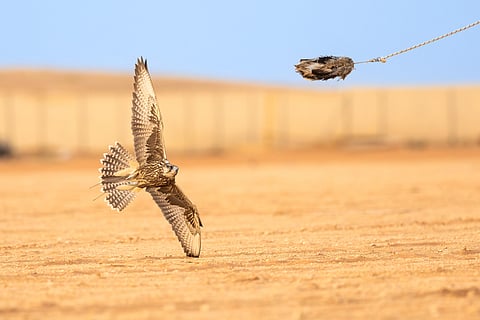 نادي الصقور السعودي يُتوِّج الفائزين في أول أشواط "سباق الملواح"