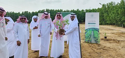 استكمالاً للتوسع في زراعته.. "هيئة تطوير المناطق الجبلية" تزرع العود والصندل في "صبيا"