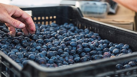 السعودية من أكبر مستوردي التوت الأزرق في العالم.. والمغرب تتصدر قائمة المصدرين لها