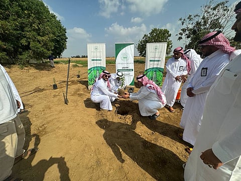 في مرحلتها الثانية.. زراعة أكثر من 50 شجرة صندل في محافظة صامطة بجازان