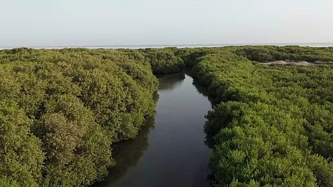غابات "المانجروف" في عسير.. حزام بيئي متكامل يتميز بالتنوع الإحيائي