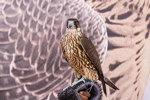 نادي الصقور السعودي يُكرِّم الفائزين في شوط (جير شاهين فرخ) بسباق الملواح