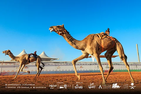 بـ"بنيان".. "الجهني" يحصد سباقات الهجن في الأشواط الصباحية بمهرجان للإبل