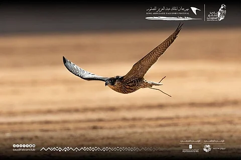 في ظل أجواء تنافسية متصاعدة.. مهرجان الملك عبدالعزيز للصقور 2023 يشهد أبطالًا جددًا