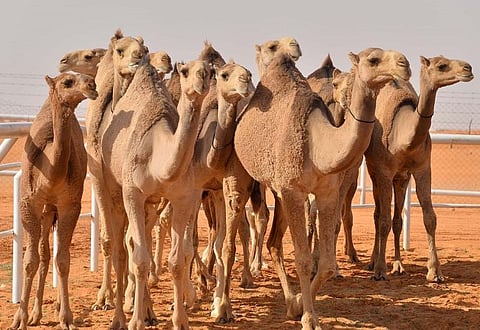 الاستثمار في قطاع الإبل.. استقطاب مجموعة كبيرة من رجال المال والأعمال