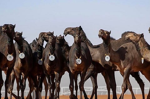 "إلغاء تصنيف الصدر والعرقوب".. تفاصيل من "الآلية الجديدة لتحكيم منقيات الإبل"