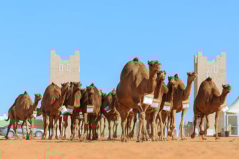 الصياهد.. نادي الإبل يستبعد 23 مفرودة من مهرجان الموحد