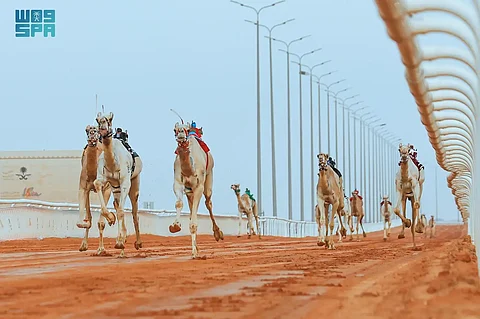 بـ"صفر الطنايا".. "الشريع" ينتزع شوطَ بيرق الموحد للون الصفر في مهرجان الإبل