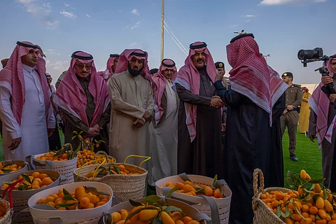 "الكمكوات".. "البرتقال الملكي الحائلي" يتصدر مبيعات "مهرجان الحمضيات" ونفادُ الكميات المعروضة
