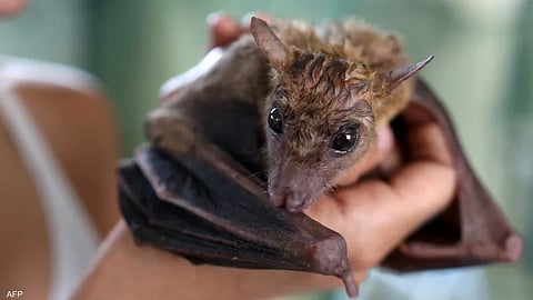 مفتاح لعلاج مرض السكري.. علماء يكتشفون سرًّا في "خفافيش الفاكهة"