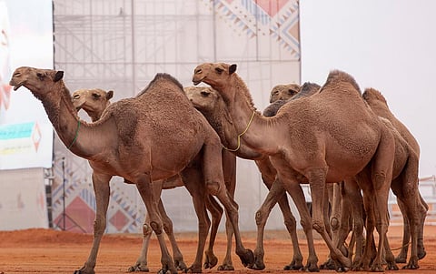 بعد فعاليات حافلة.. اختتام النسخة الثامنة من مهرجان الملك عبدالعزيز للإبل