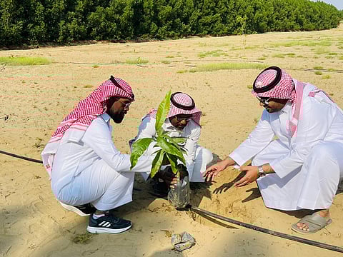 "البيئة" تطلق مبادرة لتشجير المزارع والأراضي المهملة بالقنفذة