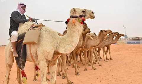 ألحان البادية جذبتهم.. زوّار القرية التراثية بمهرجان الإبل يستمتعون بعروض الهجانة والخيالة