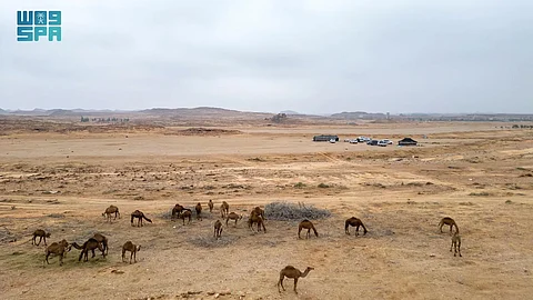 أيقونة للنحت والحج وتأسيس السعودية.. إبحار في حياة الإبل وأسرارها واحتفاءً بعامها