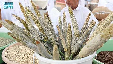 "اللؤلؤي وذيل الثعلب".. مستقبل واعد لزراعة "الدخن" في عسير يدفعه تاريخ طويل