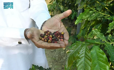 نجاح أول مبادرة لزراعة البن بظهران الجنوب لرفع نسبة إنتاجه بالمملكة