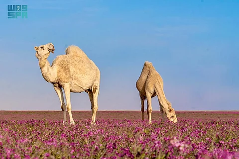 شموخ يمتزج بالبنفسج الأخاذ.. لوحات طبيعية ساحرة تضع "الإبل على بساط الخزامى"