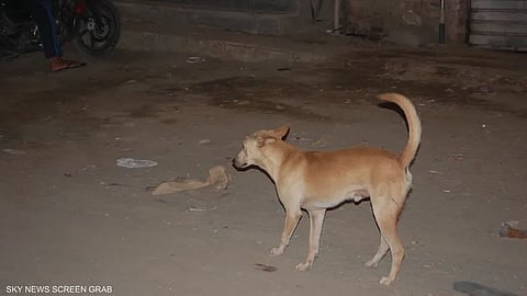 الكلاب الضالة تتحول لمعضلة إسرائيلية