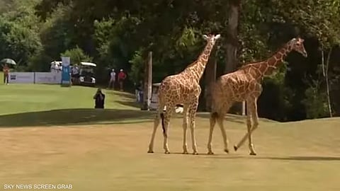 الزرافتان دخلتا أحد الملاعب المخصصة للغولف