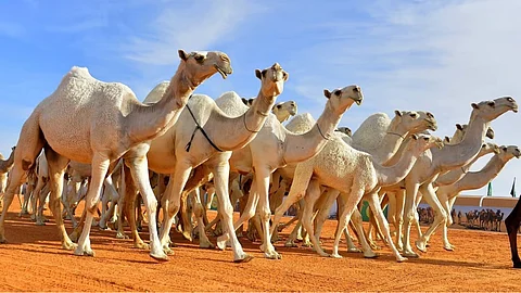نادي الإبل يعلن آخر موعد للتسجيل في فئة الفحل المنتج بـ"جادة" حائل