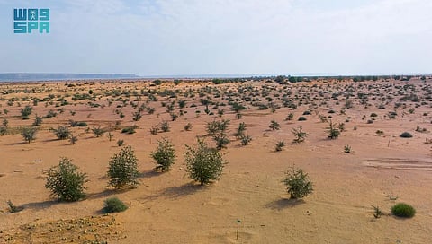 الرياض.. بدء أعمال التسوير وزراعة مليون شجرة في محمية طويق