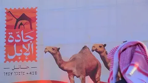 متى تصبح الناقة فاطرًا والجمل هرشًا؟.. "جادة حائل" تُعرِّف زوَّارها بمراحل أعمار الإبل