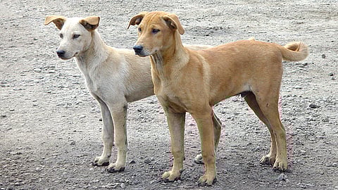 أنياب "الكلاب الضالة" تُصيب طفل الـ 10سنوات في المحاني شمال الطائف