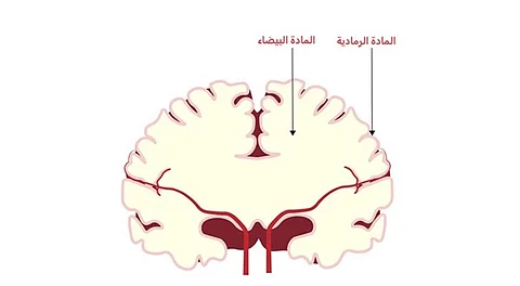 هل يؤدي الفقر إلى تسريع "شيخوخة الدماغ"؟.. دراسة تكشف أسرار "المادة البيضاء" بالمخ