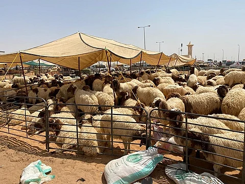 "سوق الذبائح الرمضانية" يشتعل.. الشعير ينخفض والاستيراد يتزايد واللغز يتواصل!