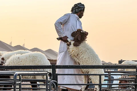 مستهلكون يطالبون ببيع المواشي بالوزن.. والبيئة: نحرص على زيادة المعروض بالسوق