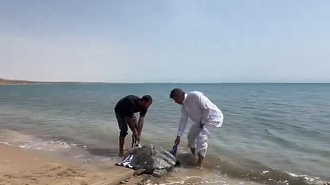 "الحياة الفطرية" يثمّن جهود 4 مواطنين بإنقاذ سلحفاة ابتعدت عن شاطئ أملج