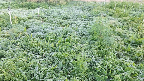 اكتست بالبياض فجرًا وحتى الصباح.. شاهد كيف زيّن الجليد المزروعات بشقراء