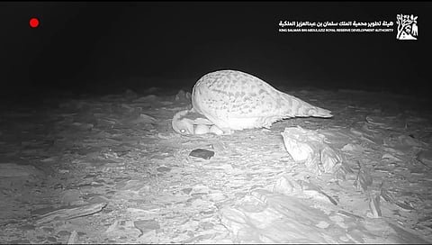 "رحلة التفريخ الطبيعي للحبارى" ترصدها هيئة تطوير محمية الملك سلمان بن عبدالعزيز