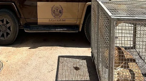 ضبط مُواطن لاقتنائه كائنًا فطريًّا مهددًا بالانقراض في الرياض