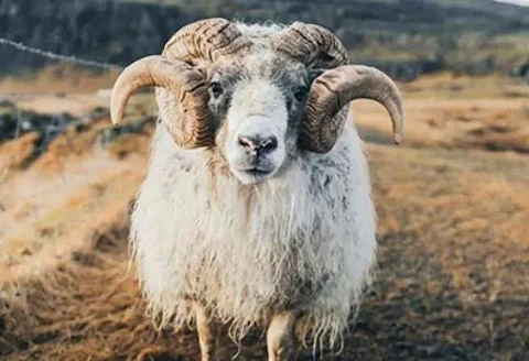 الشرطة أطلقت النار عليه.. "كبش" يقتل مسنَّيْن ويصيب ثالثًا في نيوزيلندا