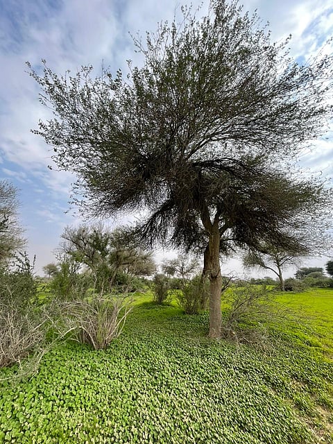 تُعَد روضة "خريم" من أكبر الرياض الخضراء في المملكة من حيث المساحة