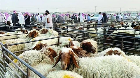 في جولة ميدانية بالأسواق.. "سبق" ترصد ارتفاعاً في أسعار الأغنام ٣٠ % وضعف كبير في الطلب