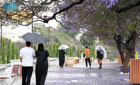 ثنائية جمالية بين المطر و"الجاكرندا".. أبها تتزيَّن بثوب الربيع البنفسجي