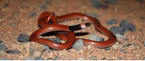 ثعبان Rhynchocalamus