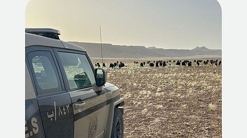 ضبط مواطن رعى 50 رأسًا من الأغنام في مواقع محظورة بمحمية الملك عبدالعزيز الملكية