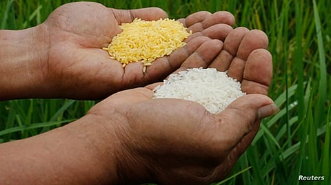 "عشرات الآلاف من الأطفال قد يموتون".. علماء يستشهدون بتقرير جامعة سعودية في التحذير من منع زراعة "الأرز الذهبي"
