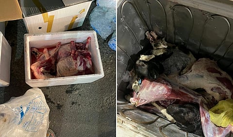 شاهد.. إيقاف تهريب 55 أضحية فاسدة قبل وصولها لمطاعم الطائف