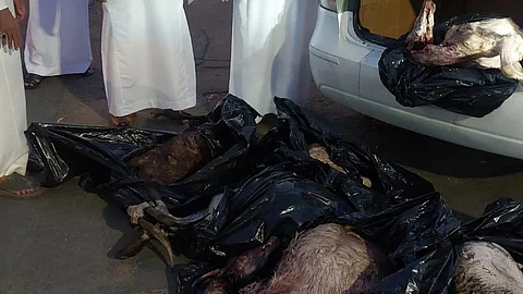 شاهد.. برقابة مُشددة منع تهريب 10 ذبائح قبل وصولها إلى مطاعم الطائف